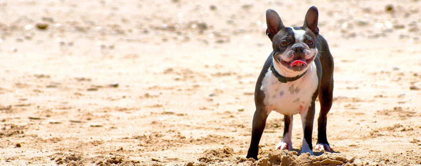 New Orleans Dog Names Popular Male and Female Names Wag!